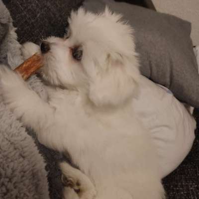 Hundetreffen-Welpentreffen kleine Hunde ...Malteser z.B.-Profilbild