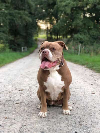 Olde English Bulldogge-Beitrag-Bild