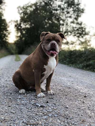 Olde English Bulldogge-Beitrag-Bild