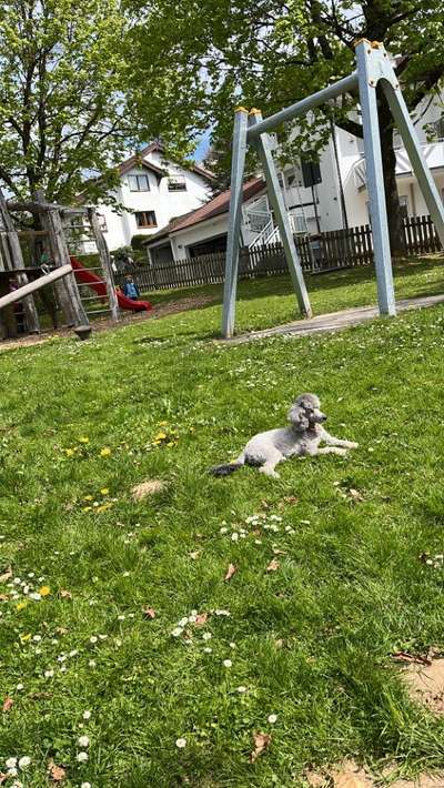 Hundetreffen-Pudel sucht spielfreunde-Bild