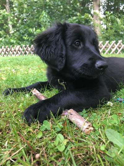 Welpen Bilder !-Beitrag-Bild