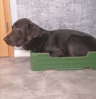 Hunde Memes-Beitrag-Bild