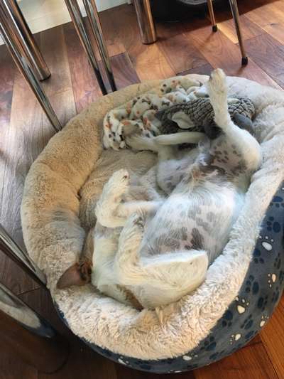 Zeigt eure verrücktesten Hundebilder-Beitrag-Bild