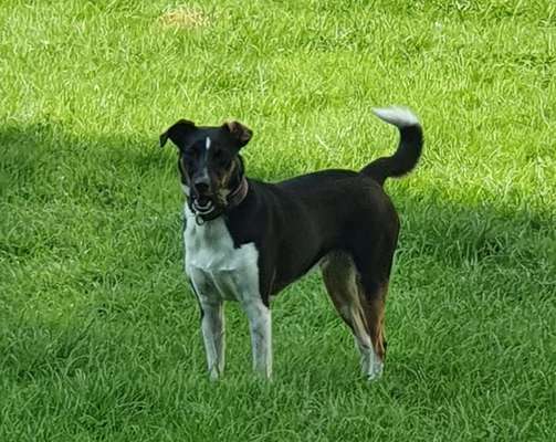 Mischlinge raten - Rätselspaß-Beitrag-Bild