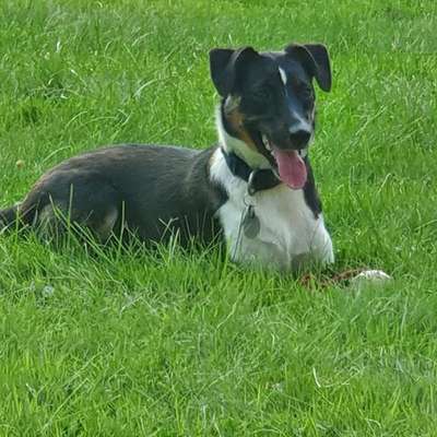 Mischlinge raten - Rätselspaß-Beitrag-Bild