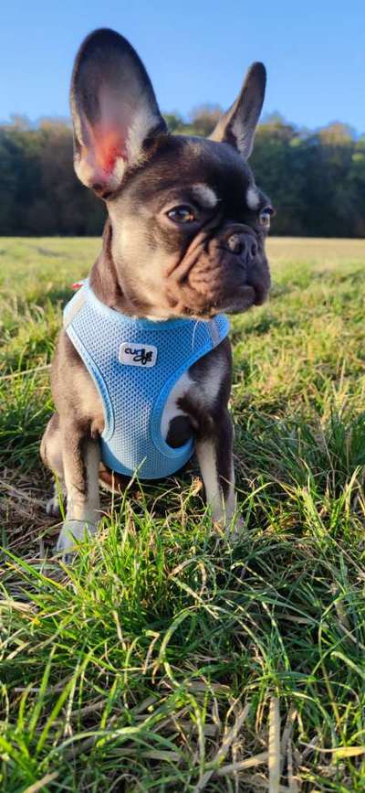 Die Dogorama Kalender Challenge Titelbild-Beitrag-Bild