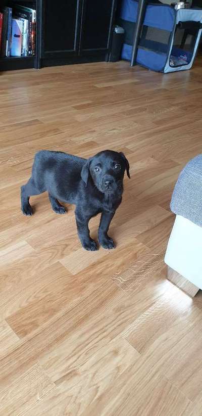 Welpen Bilder !-Beitrag-Bild