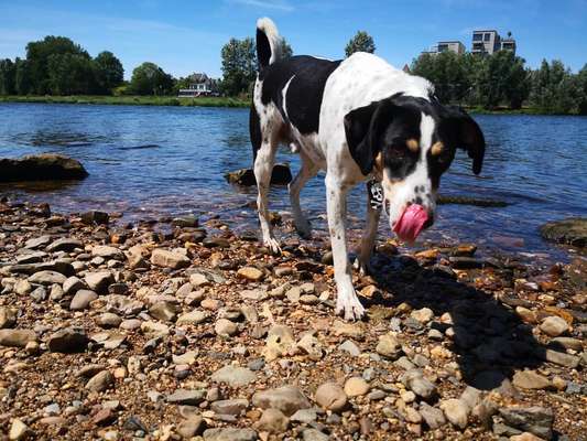 Dogorama-Monats-Challenge-Mai "Wasser"-Beitrag-Bild