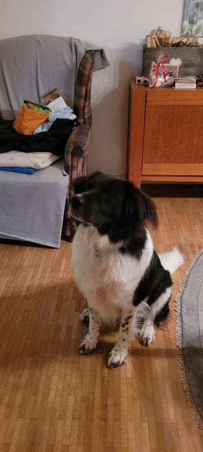 Herdenschutzhunde und Herdi-Mixe-Beitrag-Bild