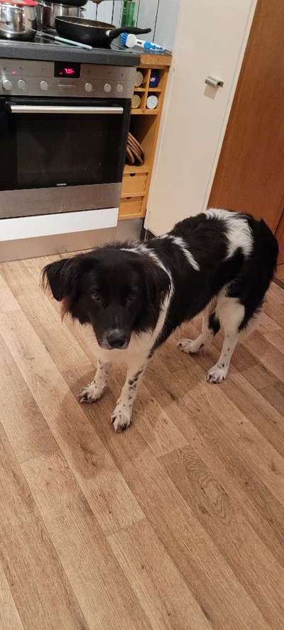 Herdenschutzhunde und Herdi-Mixe-Beitrag-Bild