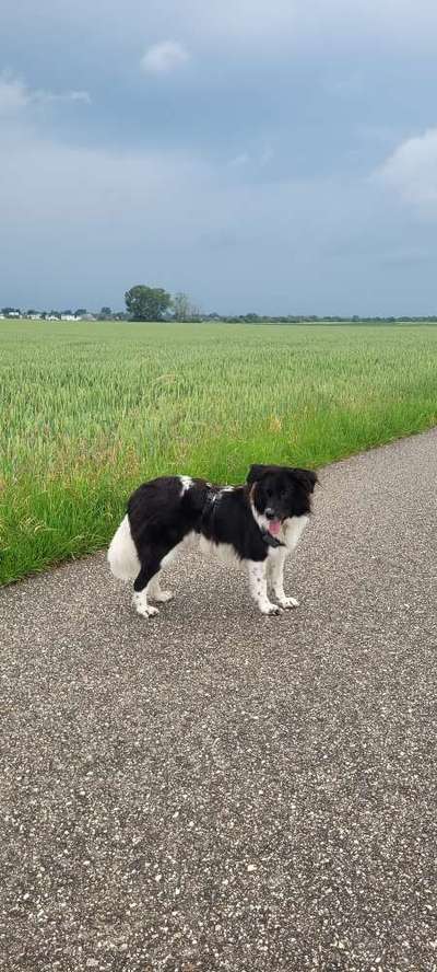 Wie heißt dein Hund?-Beitrag-Bild