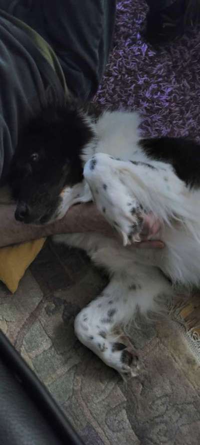 eure Spitznamen für die Vierbeiner-Beitrag-Bild