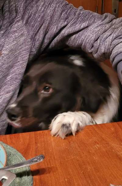 31. Handy - Fotochallenge
Vierbeiner mit am Tisch-Beitrag-Bild