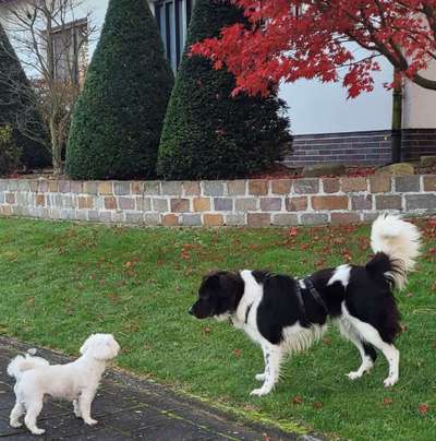 Mischlingshunde Foto Aufruf-Beitrag-Bild