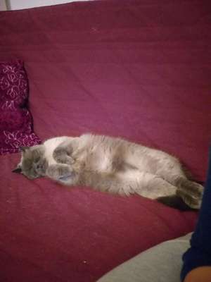 Hundegeschwister der anderen Art-Beitrag-Bild