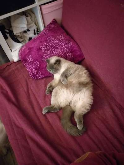 Hundegeschwister der anderen Art-Beitrag-Bild