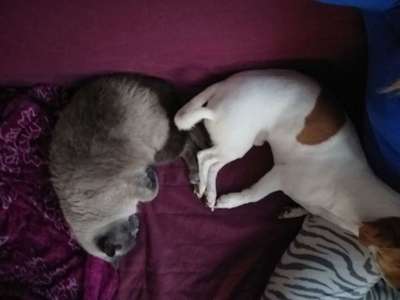 Hundegeschwister der anderen Art-Beitrag-Bild