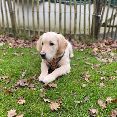 Hundetreffen-Gemeinsames Spiel und Social Walk-Bild