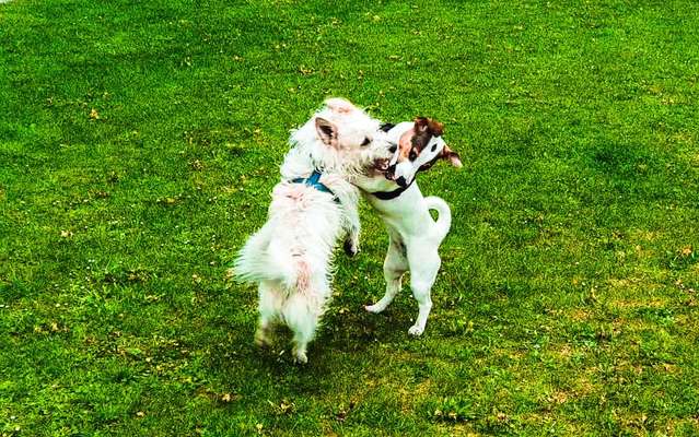 Die Dogorama Wochen Challenge-Beitrag-Bild