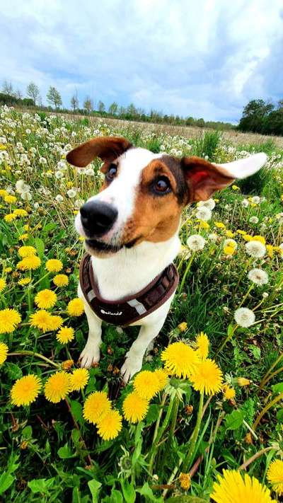 Die Dogorama Monats Challenge "Es grünt und blüht"-Beitrag-Bild