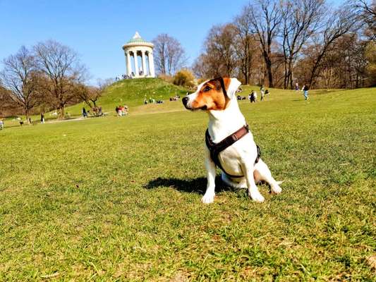 Wie heißt dein Hund?-Beitrag-Bild