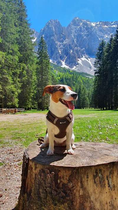 Die Dogorama Kalender Challenge Titelbild-Beitrag-Bild