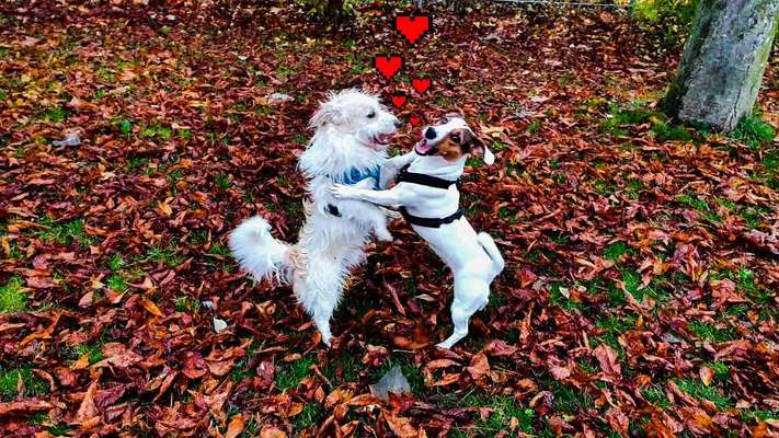 Best friends day-Beitrag-Bild