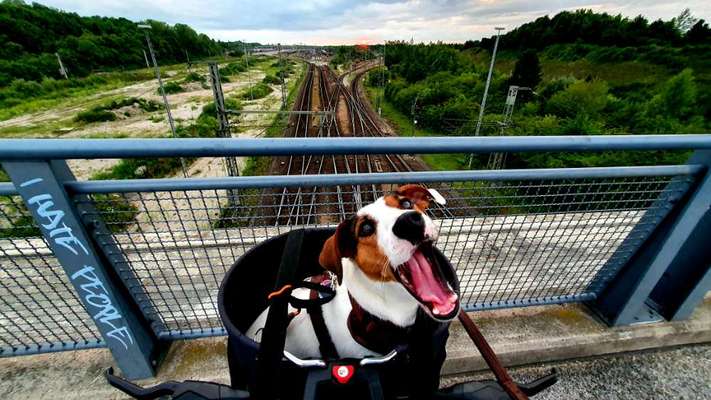 Fahrradkorb-Beitrag-Bild