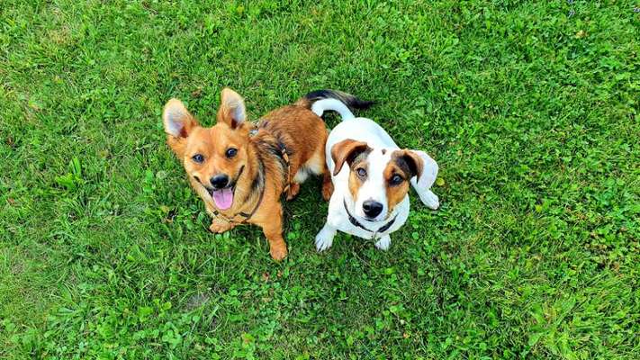 Die Dogorama Kalender Challenge Titelbild-Beitrag-Bild