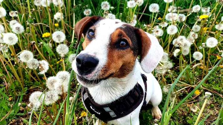 Fotochallange Nr. 57     PORTRÄT.   Beendet!!!!!!!!-Beitrag-Bild