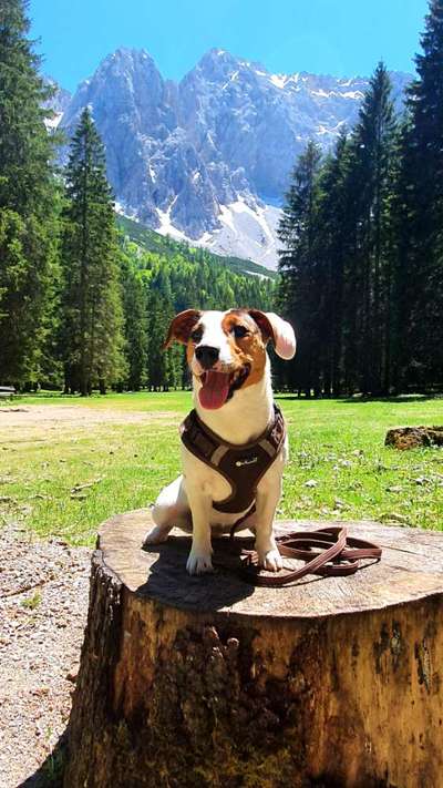 Dogorama Photo Challenge - Tierischer Urlaub-Beitrag-Bild