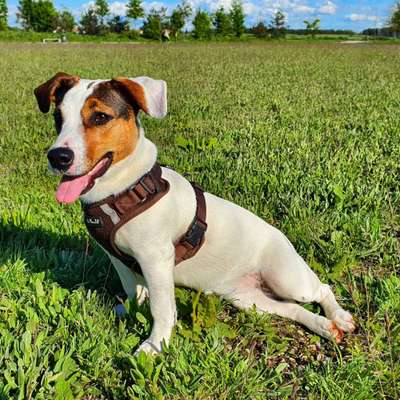 Fotochallenge NR. 123     -Karneval der Tiere--Beitrag-Bild