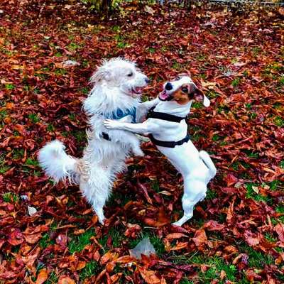 Dogorama Photo Challenge - Hunde in Action-Beitrag-Bild