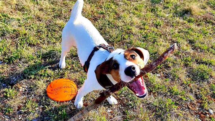 Fotosammlung: ,,Der natürliche Hund" Unbearbeitet, ungestellt und in Natura-Beitrag-Bild