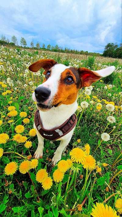 Die Dogorama Kalender Challenge Teil 1/4-Beitrag-Bild