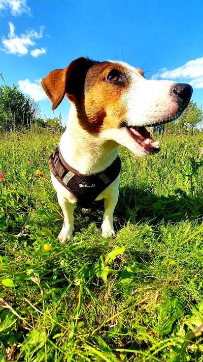 Wo sind die Jack und Parson Russell Terrier?-Beitrag-Bild