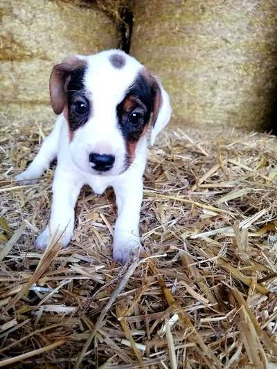 Welpen Bilder !-Beitrag-Bild