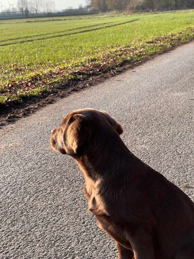 Hundetreffen-Spazieren und Toben 🐕🐕🐕🐕🐕🐕🐕🤩🤩🤩🤩-Bild