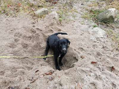 Hundeauslaufgebiet-Buntekuh Wiesental-Bild