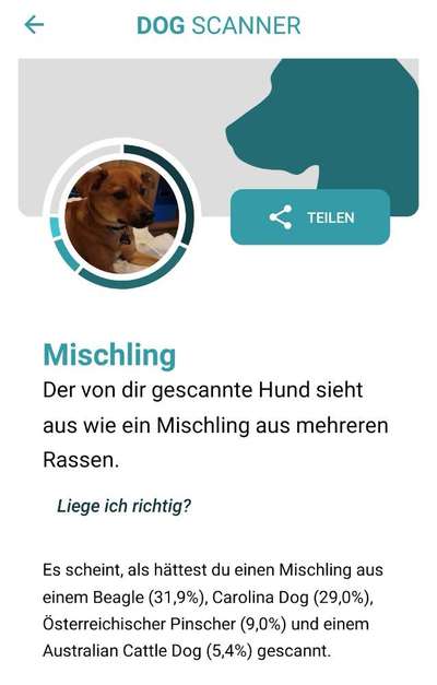 Welche Rassen könnten in diesem Mischling drin sein ?-Beitrag-Bild