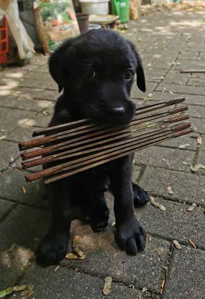 Labradorfans-Beitrag-Bild