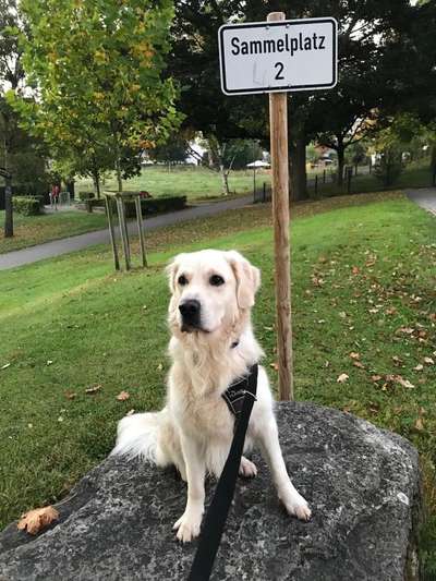 Die Dogorama Kalender Challenge Titelbild-Beitrag-Bild