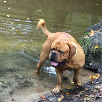 Hundetreffen-Bordeaux Dogge  Curtis sucht eine Freundin-Bild