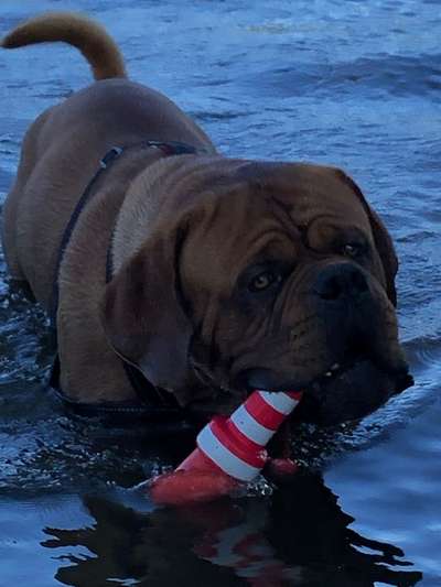 Bordeaux Dogge-Beitrag-Bild