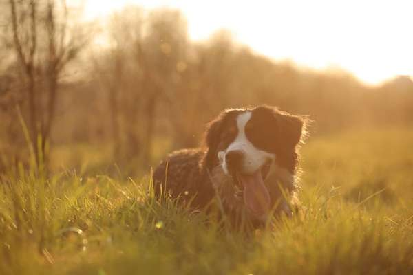 Wie heißt dein Hund?-Beitrag-Bild