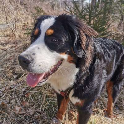 Berner Sennen-Beitrag-Bild