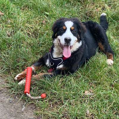 Hundetreffen-Spielen und Spaziergang-Bild