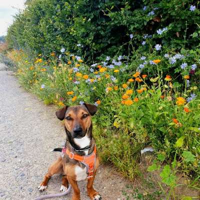 Hundetreffen-Trainingspartner gesucht für Social Walk-Bild