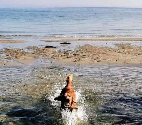 Dogorama Photo Challenge - Tierischer Urlaub-Beitrag-Bild