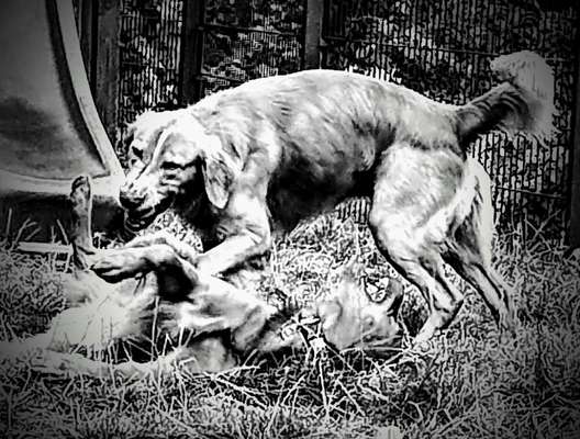 Foto-Challenge 76: Foto in Schwarz-Weiss-Beitrag-Bild